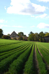M&ouml;hren,  Karotten,  Gelbr&uuml;ben, Feldanbau