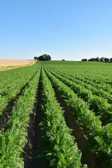 Möhren,  Karotten,  Gelbrüben, Feldanbau