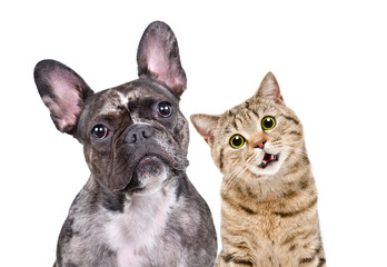 Portrait of curious French bulldog and Scottish straight cat, isolated on white background, closeup