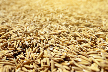 Close-Up Golden Rice Grains with Shallow Depth of Field, Macro of golden rice grains forming natural texture with shallow depth of field. Concept of agriculture, harvest, sustainability, rural economy