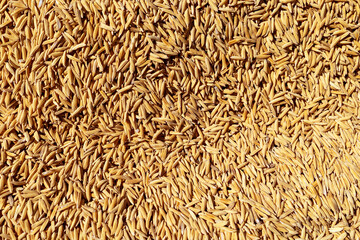 Paddy Rice Grains, Top view full frame of golden paddy rice grains creating a natural agricultural texture. Concept of food production, farming, harvest, sustainability, and rural economy