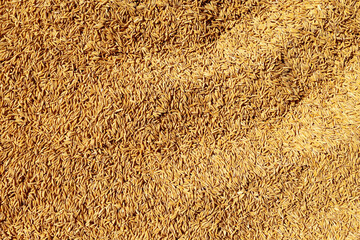 Paddy Rice Grains, Top view full frame of golden paddy rice grains creating a natural agricultural texture. Concept of food production, farming, harvest, sustainability, and rural economy