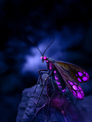alien butterfly moth