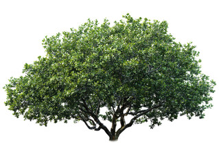 Obraz premium Large green tree with dense realistic foliage, layered leafy canopy texture, and natural branching silhouette isolated on transparent background. 