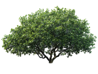 Large green tree with dense realistic foliage, layered leafy canopy texture, and natural branching silhouette isolated on transparent background.
