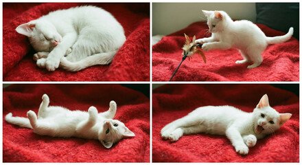 Adorable white kitten playing and sleeping on soft red blanket, pet shop advertising or animal care promo