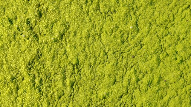 Green Algae Texture on Water Surface &ndash; Natural Organic Pond Background