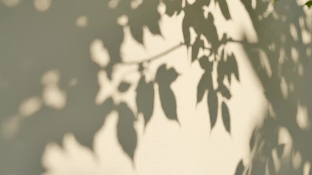 Blurred sunlight filtering through leafy shadows on a wall