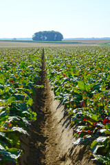 Fototapeta premium Rote Bete, Rote Beete, Rote Rübe, Beta vulgaris subsp., Feldanbau