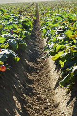Fototapeta premium Rote Bete, Rote Beete, Rote Rübe, Beta vulgaris subsp., Feldanbau