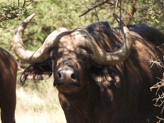 Buffalo in the bush