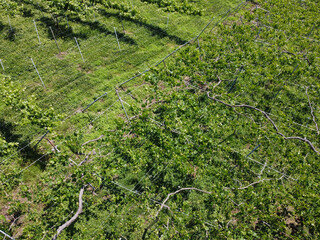長野の中野市の農園と夏の青空　雄大な山並みと果樹園の風景（ドローン空撮）