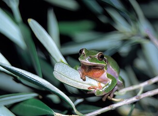 Common Treefrog (Hyla arborea) is quite common on Crete