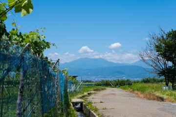 長野のぶどう畑と夏の青空　のどかな田舎道と山並みの風景