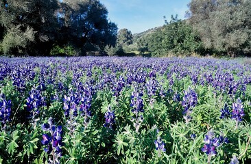 An olive grove on Crete with Lupinus, commonly known as lupin, lupine or regionally bluebonnet, is a genus of plants in the legume family Fabaceae