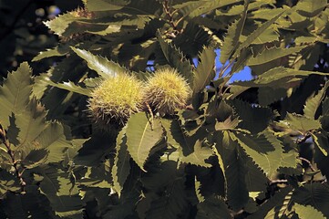 Chestnut tree (Castanea sativa), Crete