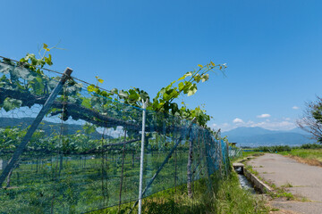 長野のぶどう畑と夏の青空　のどかな田舎道と山並みの風景