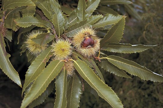Chestnut tree (Castanea sativa), Crete