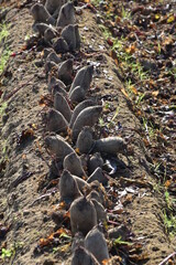 Fototapeta premium Rote Bete, Rote Beete, Rote Rübe, Beta vulgaris subsp., Feldanbau