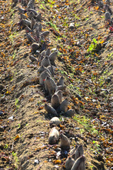 Fototapeta premium Rote Bete, Ernte