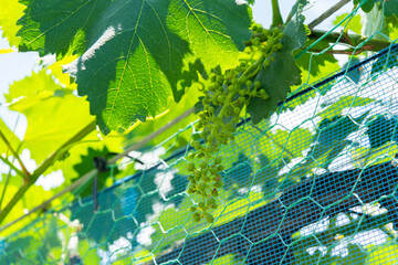 長野のぶどう畑と夏の青空　のどかな田舎道と山並みの風景