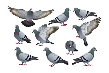 Obraz premium Ten stylized pigeons in various poses, urban birds in flight and standing