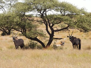 Gemsbok under a tree
