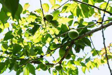 初夏の日差しを浴びる青梅　新緑の木漏れ日と若い果実