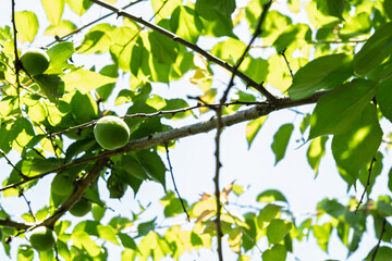 初夏の日差しを浴びる青梅　新緑の木漏れ日と若い果実