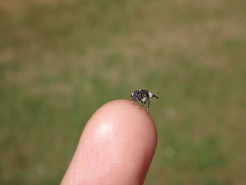Figwort weevil (Cionus scrophulariae) sitting on a human finger