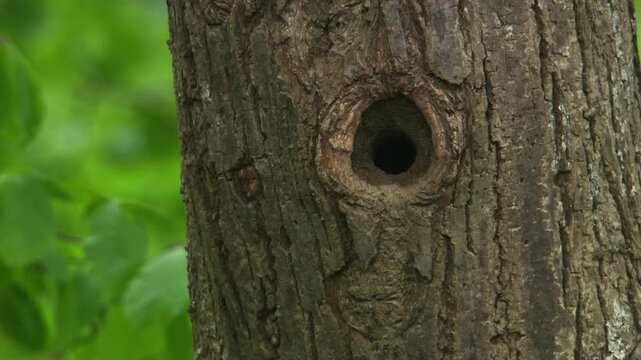 nuthatch feeding chicks during breeding season