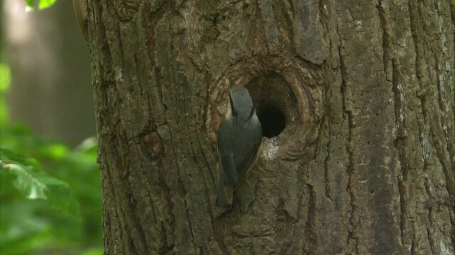 nuthatch brings food and removes fecal sac from nest