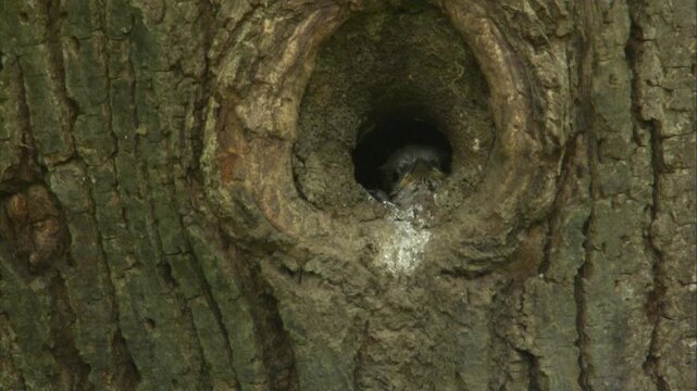 cute nuthatch chicks peeking out of nest hole close up