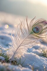 Obraz premium A single peacock feather lying on frosted grass in the soft glow of dawn, creating a magical, ethereal atmosphere.