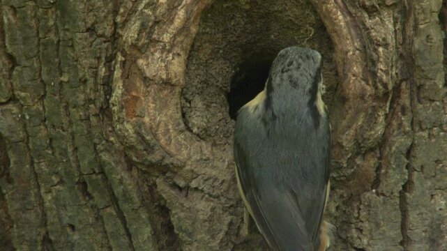 nuthatch brings food and removes fecal sac from nest
