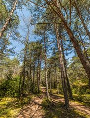 Cheminant parmi les pins sur la causse M&eacute;jean &agrave; Saint-Pierre-des-Tripiers, Loz&egrave;re, France