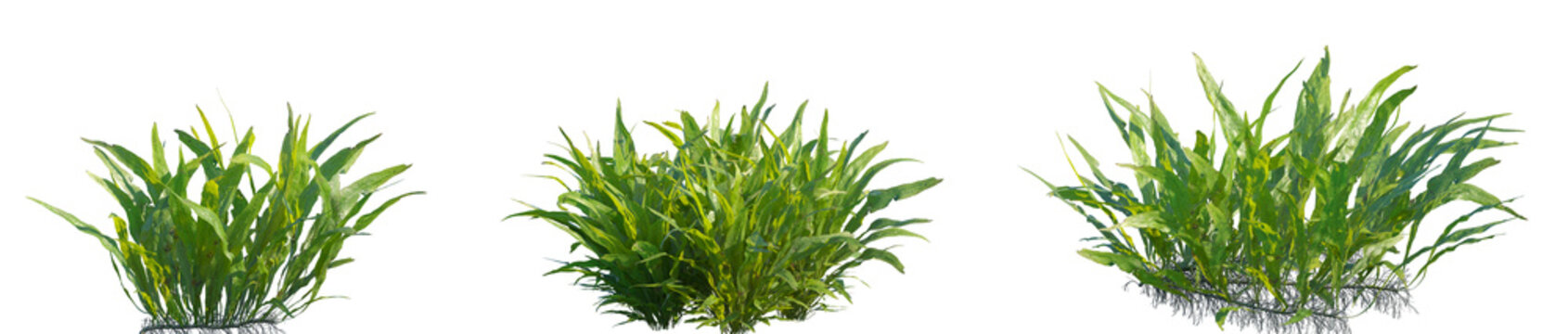 Set of Microsorum Pteropus Windelov (or Java Fern) frontal aquatic plants isolated png on a transparent background perfectly cutout high resolution