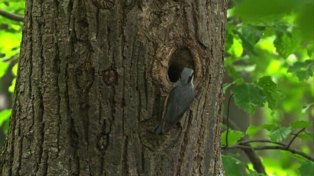 nuthatch feeding chicks during breeding season