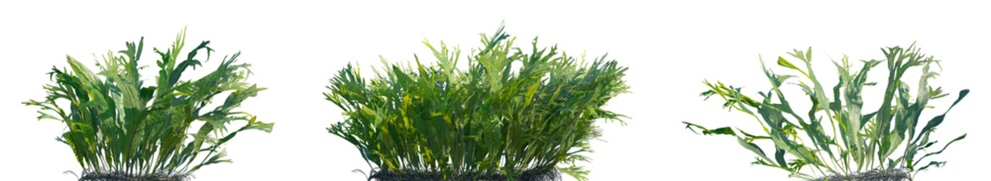 Set of Microsorum pteropus (or Java Fern) frontal aquatic plants isolated png on a transparent background perfectly cutout high resolution