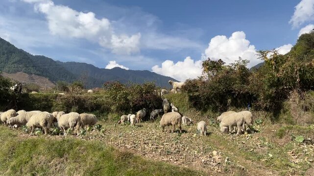 sheep in the mountains
