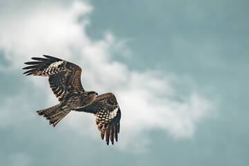 Black kite in flight