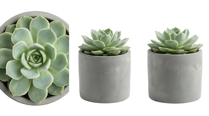 Green Echeveria Succulent Plant in Modern Grey Concrete Pot Isolated on White Background Three Perspective Views
