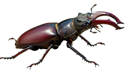 Stag beetle isolated on transparent background PNG, large brown insect with prominent mandibles for entomology and wildlife design