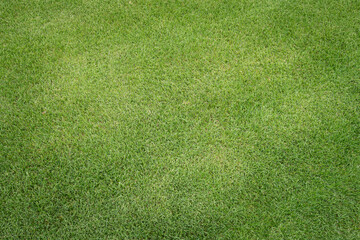 green grass background