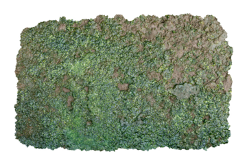 Wet Mossy Soil Texture with Torn Edges Cutout