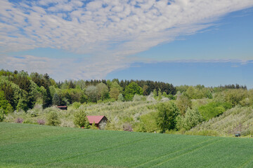 Obst, Obstplantage, Obstblüte