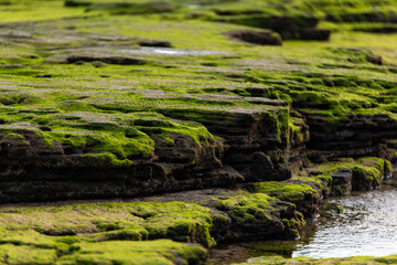moss-covered rocks at the beach in Jeju Island, South Korea
