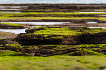 moss-covered rocks at the beach in Jeju Island, South Korea