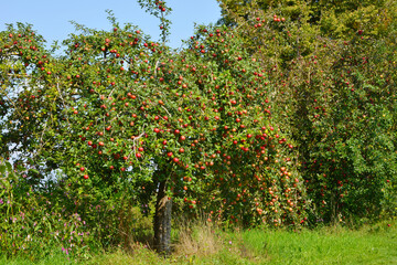 Apfelbaum, Streuobst