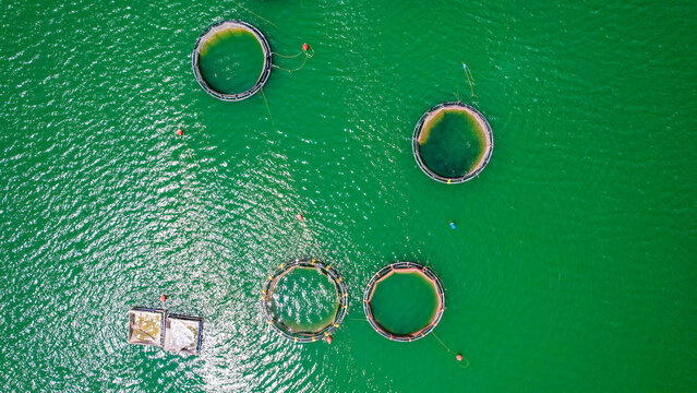 Aerial top-down view of circular fish farming cages in a green water trout farm.